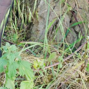 Lolacoquine-bbw-milf-maman-cougar-ronde-toulouse-sexy-porn MYM