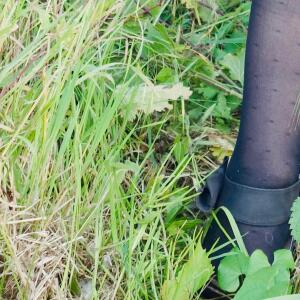 Lolacoquine-bbw-milf-maman-cougar-ronde-toulouse-sexy-porn MYM