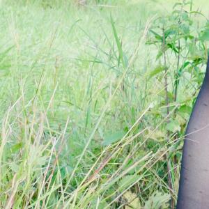 Lolacoquine-bbw-milf-maman-cougar-ronde-toulouse-sexy-porn MYM